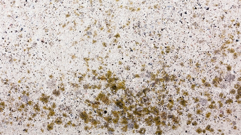 Close-up moisissure