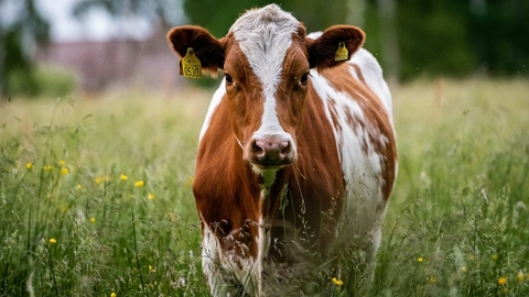 Vache